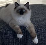 Ragdoll kattunge hona