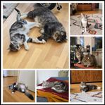 Två fantastiska katter söker nytt hem