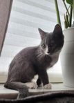 Ung kille söt katt söker nytt hem