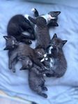 kattungar 