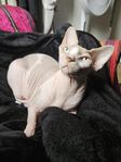 Underbar sphynx hona
