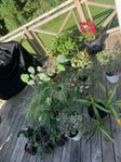 Blommor och krukor 