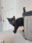 kattunge