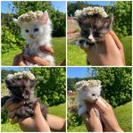 Sockersöta långhåriga kattungar 