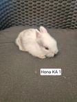 Söta Lejonhuvade kaninungar 
