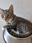 2 kattkillar födda 15 mars 2025
