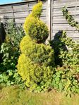 format thuja