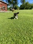 Ljuvlig welsh corgi cardigan valp