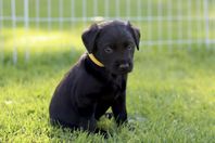 Labradoodle tjej 