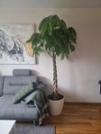 Stor Strandkastanj/Money Tree/Pachira Självbevattningskruka