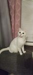 katt