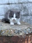 Lång- och korthåriga kattungar (50% Ragdoll)