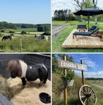 Stallplats 