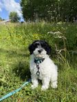 Cavapoo 13 veckor