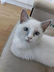 2 kattungar