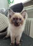 Raggdoll kattungar