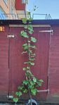 Vindruvsträd (vinranka). Ekologisk. 5 år gammal. 200+ cm.