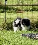 Pomeranian SKK 