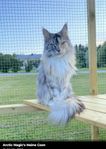 mainecoon 