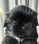 Shih tzu valpar med stamtavla SKK