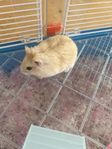 Hamster + bur + tillbehör 