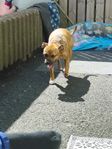 amstaff tjej 