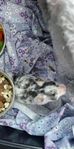 Guldhamster