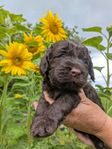 Australian labradoodle valpar