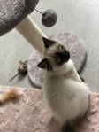 ragdoll kattunge