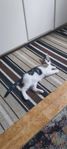 Kattunge 