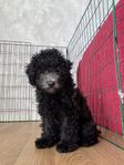 Lhapoo valp 