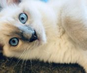 Ragdoll kattunge med stamtavla