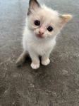 Ragdoll kattungar med stamtavla
