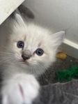 Ragdoll kattungar med stamtavla 