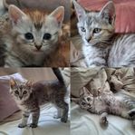 Väldigt trevlig kattunge
