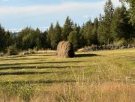 Hö på hässjor – Vålberg östra Leksand, Sågmyra