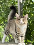 Norsk skogkatt kattunge
