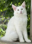 Norsk skogkatt kattunge med stamtavla 