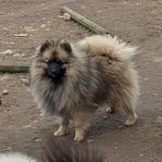 Tysk Spets Mittelspitz