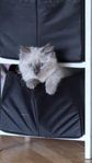 Ragdoll 6 procent Norsk skogskatt