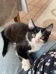 kattunge