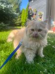 underbara perser kattungar 