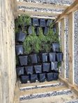 thuja smaragd 54 st 
