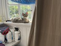 kattungar 13 veckor