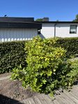 Rhododendron