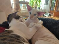 Renrasig, registrerad peterbald hane omplaceras 