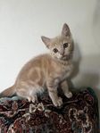 Kattunge