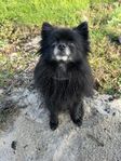 omplacering av  en Pomchi 
