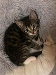3 kattungar