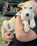 Underbara Alaskan husky valpar